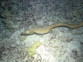 99 Moray IMG 2469